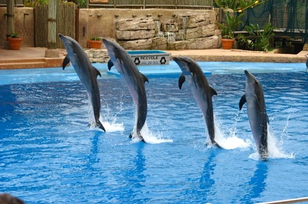 Alanya Dolphinpark